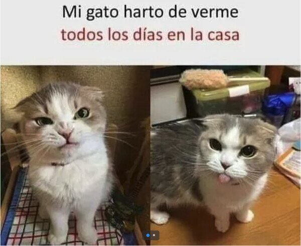 Meme_otros - Lo mal que le caigo con lo que yo le quiero