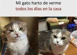 Enlace a Lo mal que le caigo con lo que yo le quiero