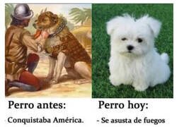 Enlace a Perros de hoy en día