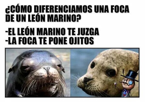Otros - Me quedo con la foca