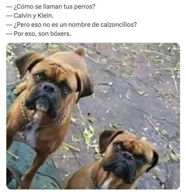 Meme_otros - Te presento a Calvin y a Klein