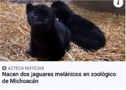 Enlace a Creo que no has leído bien...