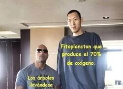 Enlace a Pobre Fitoplancton