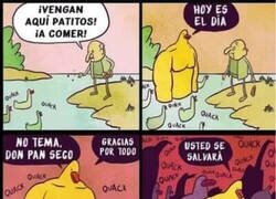 Enlace a El día que los patos se rebelen