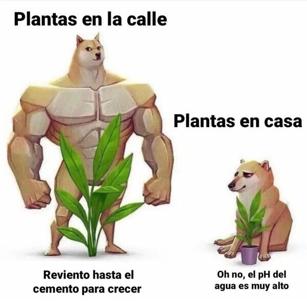 Meme_otros - Las plantas callejeras están hechas de otra pasta