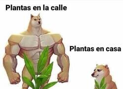 Enlace a Las plantas callejeras están hechas de otra pasta