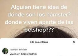 Enlace a ¿De dónde vienen los hámsters?