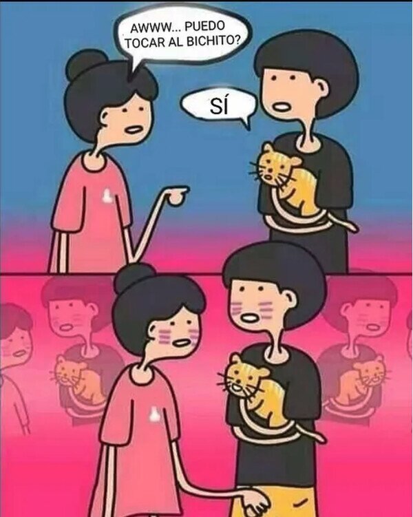 gato,bicho,tocar