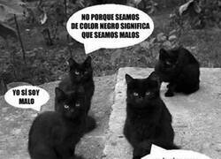 Enlace a Los gatos negros no son malos