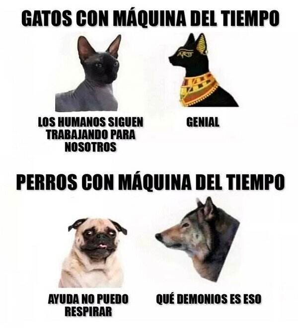 Otros - Animales con máquina del tiempo