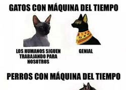 Enlace a Animales con máquina del tiempo