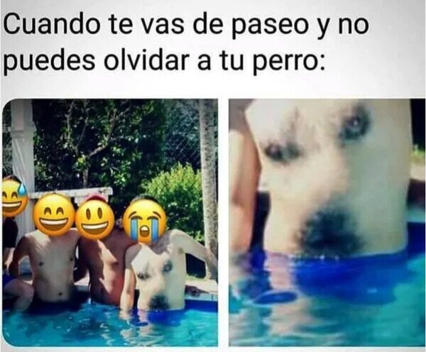 Otros - Siempre lleva a Firulais consigo