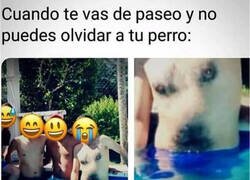 Enlace a Siempre lleva a Firulais consigo