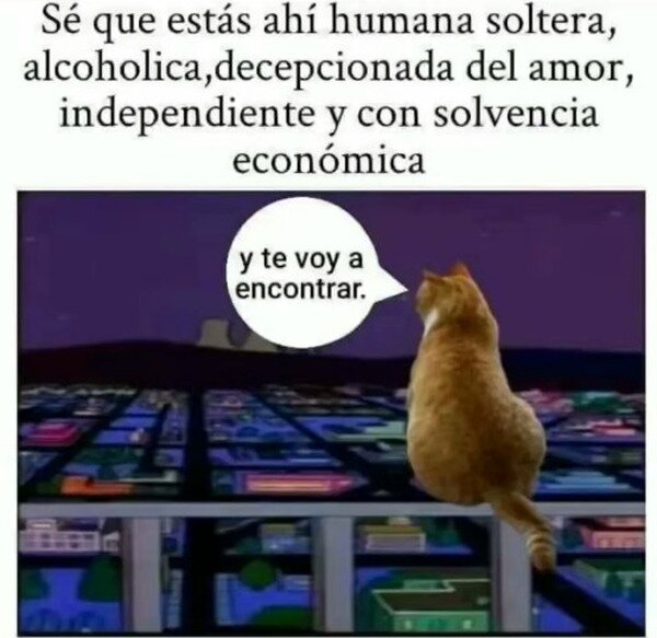 Meme_otros - Gato busca mujer