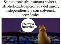 Enlace a Gato busca mujer