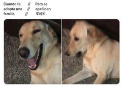 Enlace a ¿Mascota o cena?