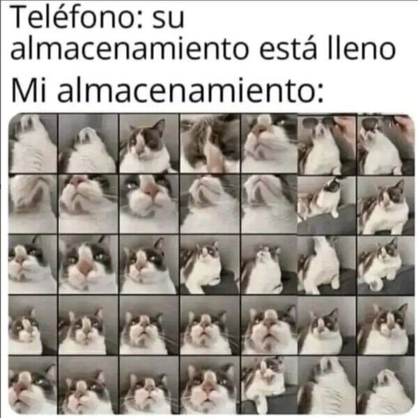 Otros - Tu móvil cuando tienes gato