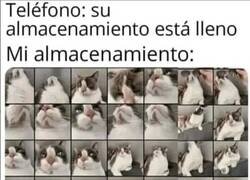 Enlace a Tu móvil cuando tienes gato