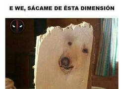 Enlace a ¿Alguien sabe 'desmaderizar' un perro?