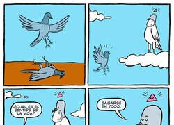 Enlace a El sentido de la vida de las palomas
