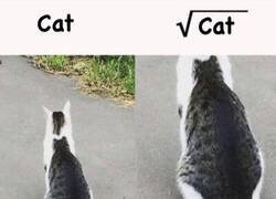 Enlace a La raíz cuadrada del Michi