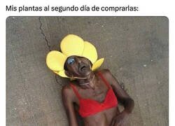 Enlace a Se ponen pochas