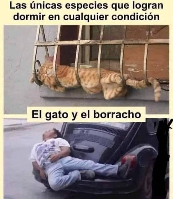 Meme_otros - Pueden dormir en cualquier sitio y postura
