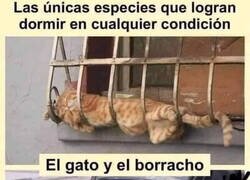 Enlace a Pueden dormir en cualquier sitio y postura