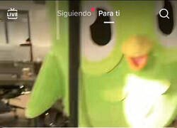 Enlace a Duolingo está desatado