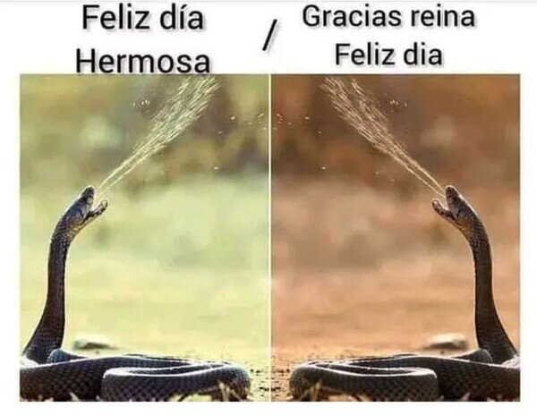 Otros - Mujeres saludándose entre ellas