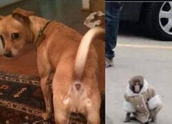 Enlace a ¿Por qué hay un mono en el culo de mi perro?