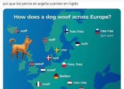 Enlace a Y en Túnez directamente son gatos