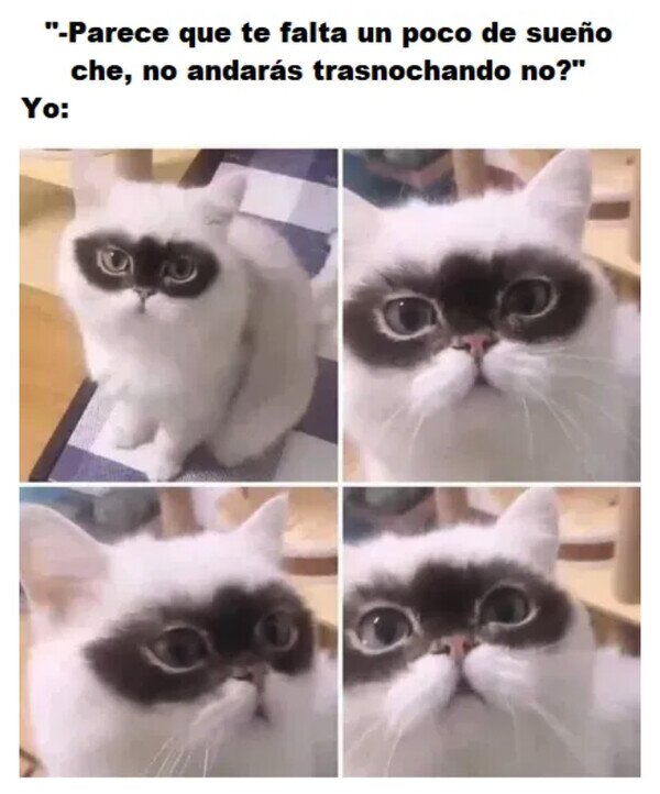 Meme_otros - El gato ojeras
