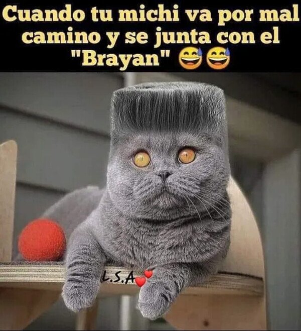 Meme_otros - No me gustan las compañías de mi gato
