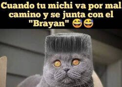 Enlace a No me gustan las compañías de mi gato