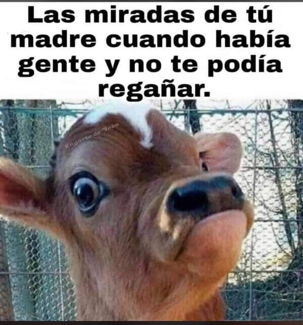 mirada,ciervo,madre