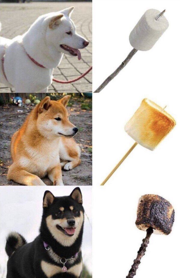 perros,parecidos,nubes,azúcar,algodón