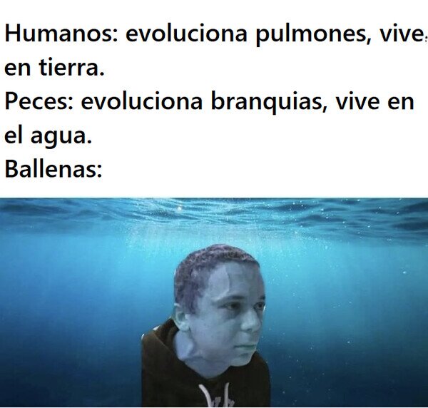 Meme_otros - A las ballenas les está costando más