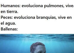 Enlace a A las ballenas les está costando más