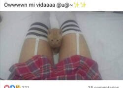 Enlace a El gato de Juan