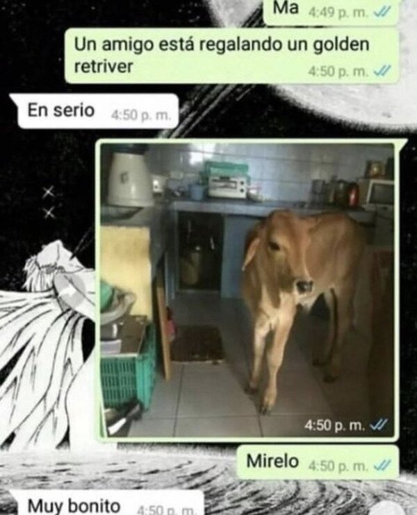 Meme_otros - ¿Un Golden Retriever?
