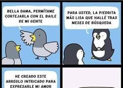 Enlace a Animales y sus técnicas de cortejo