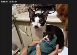 Enlace a Sí, es su padre seguro