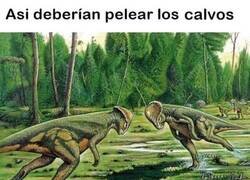 Enlace a Duelo de calvos