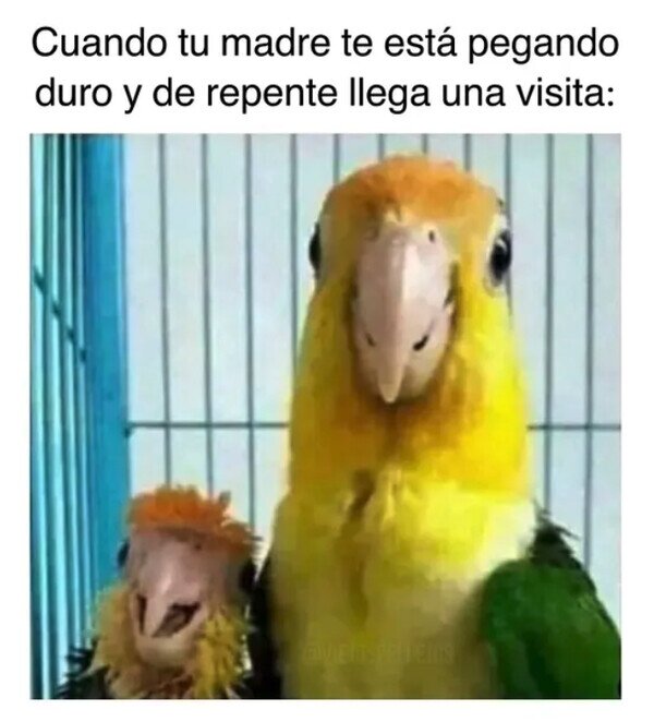 madre,hijo,visita,loros