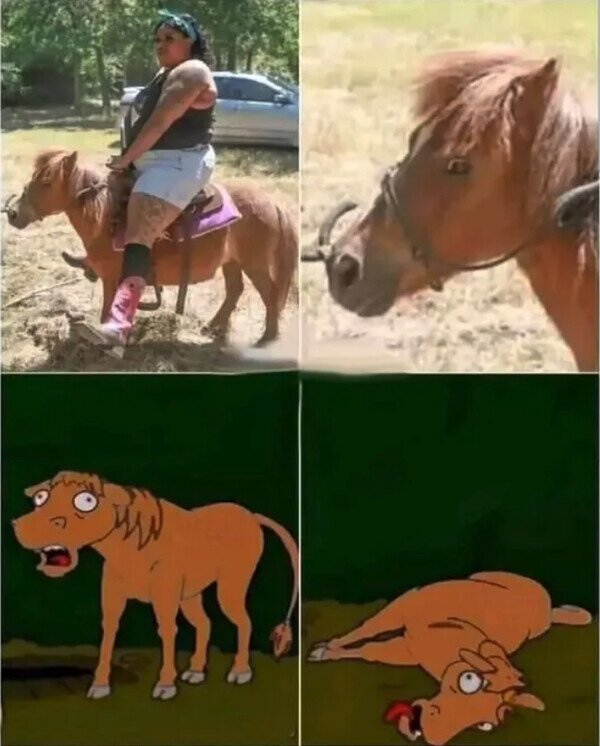 gorda,caballo,pony,animales