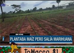 Enlace a También lo predijeron Los Simpson