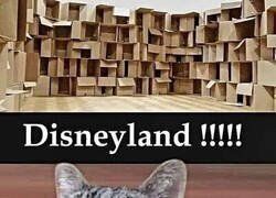 Enlace a El paraíso gatuno