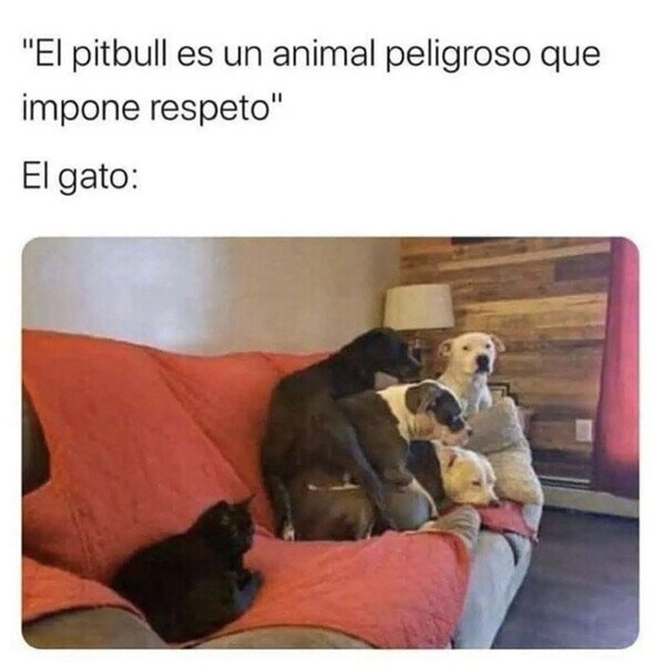 Meme_otros - El animal que más respeto impone del mundo