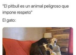 Enlace a El animal que más respeto impone del mundo